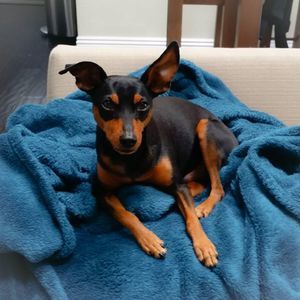 Meet your Posher, Bodee